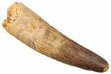 Fossil Spinosaurus Tooth - Real Dinosaur Tooth #249498-1